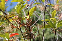 Elaeocarpus serratus